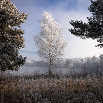 Birke im Frost