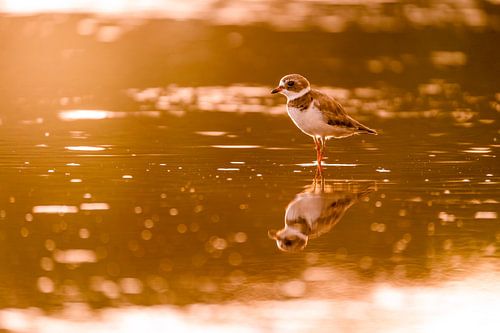 Avondlicht Reflecties Strandloper in Gouden Glans Amerikaanse Bontbekplevier
