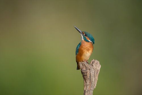 Eisvogel alcedo atthis