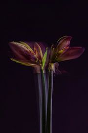Amaryllis – Mehrfachbelichtung von Harm Klaverdijk