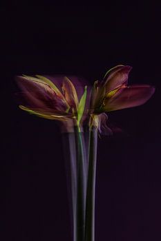 Amaryllis – Mehrfachbelichtung