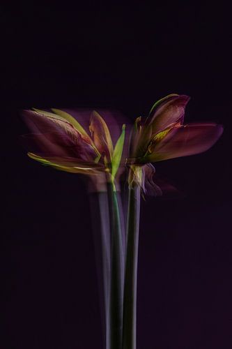 Amaryllis multi-exposure