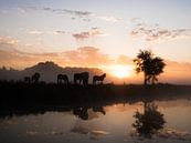 Groep paarden in  ochtend van Dirk van der Plas thumbnail