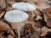 Hazenpootjes paddenstoelen in het bos von Margreet van Tricht Miniaturansicht