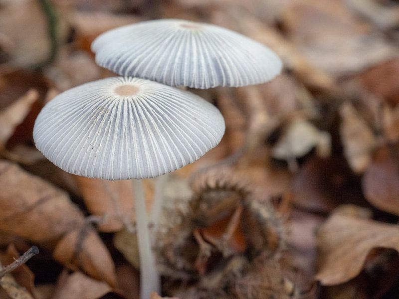 Hazenpootjes paddenstoelen in het bos sur Margreet van Tricht
