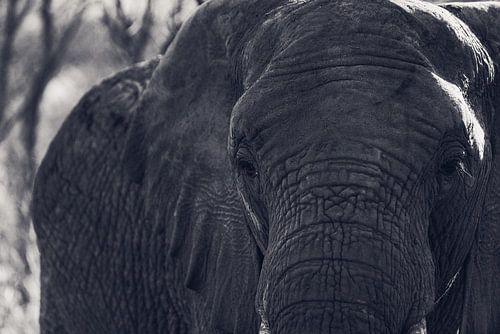 Close-up van een Olifant van Capture the Light