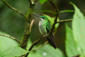 De kleurige veren van Costa Rica van Tessa van der Laan
