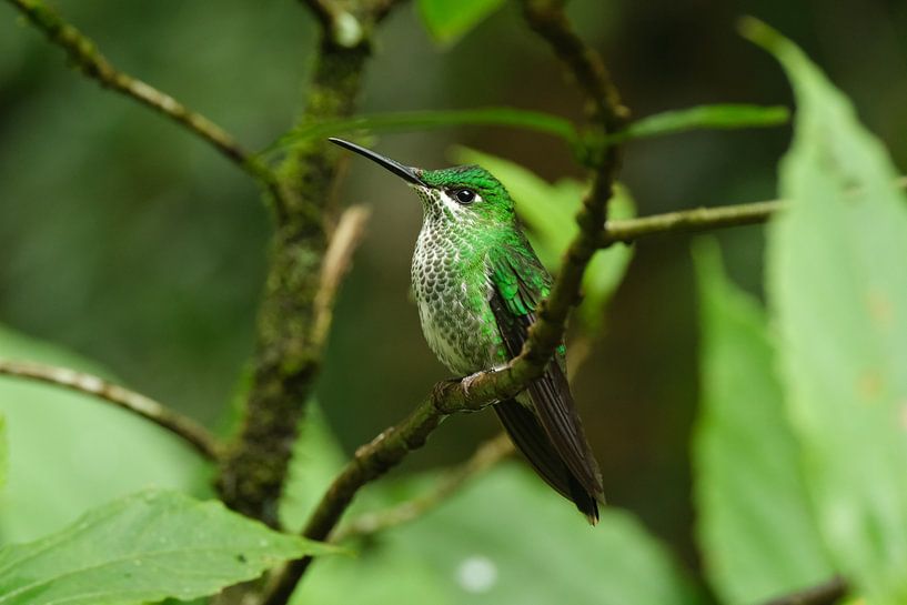 Costa Rica's colourful feathers by Tessa van der Laan