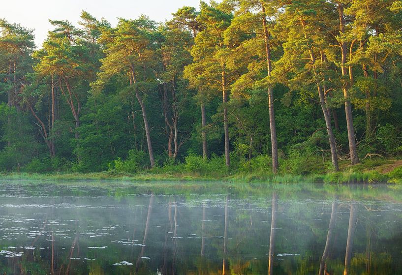 Sunrise Dwingelderveld (Spier) Drenthe - Netherlands by Marcel Kerdijk