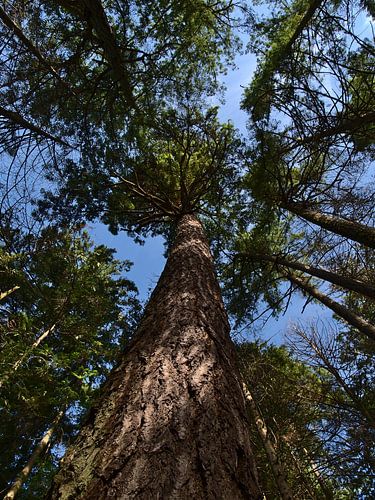 Unusual Common Douglas Fir