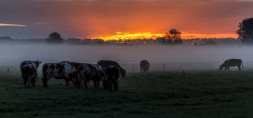 koeien in de morgen