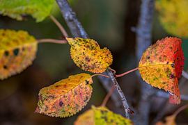 Autumn glow by Photoart-Naegele