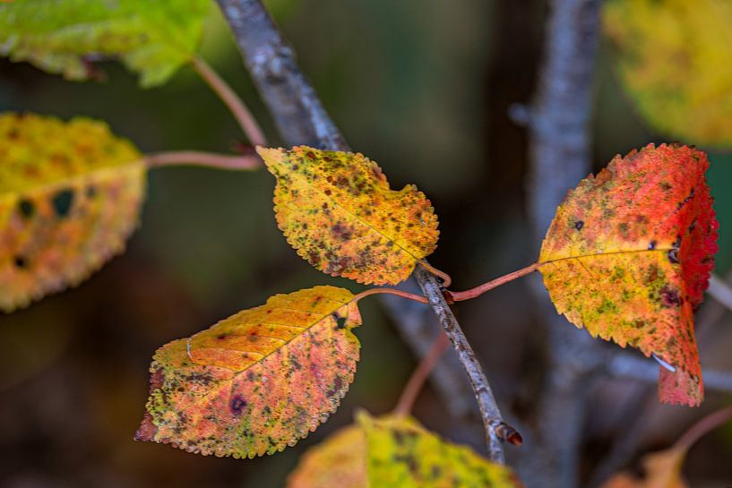 Herfstgloed van Photoart-Naegele