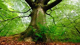 A 300-year-old beech tree by Sabrina de Vries