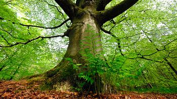 Beukenboom van 300 jaar oud