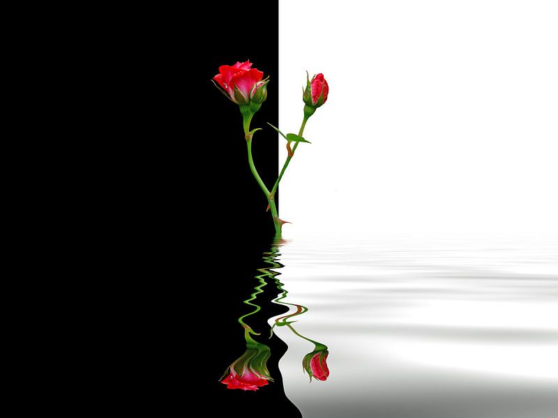 Schwarz und Weiß von Martina Fornal