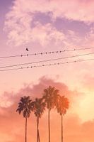 Vögel auf Stromkabel