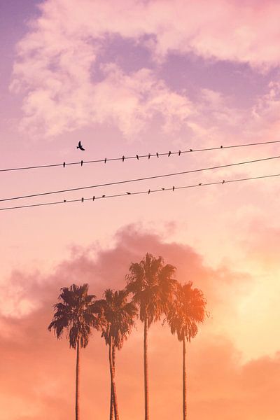 Vögel auf Stromkabel von Jonas Loose