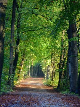 Une avenue à travers la forêt sur Gerard de Zwaan
