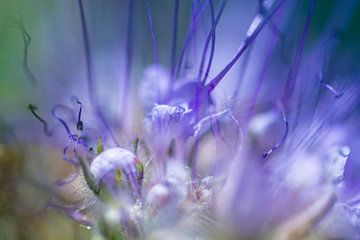 Feuilles et sprites violets | Photographie de nature