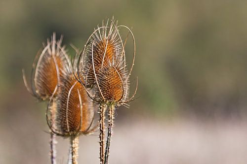 Uitgebloeide Kaardebollen