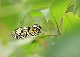 Beautiful butterfly in green. by Grietje Fieten