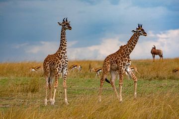 jonge giraffen van Peter Michel