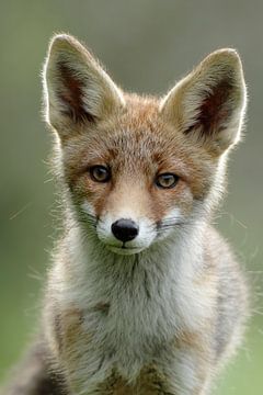 Portret van een jonge vos van Menno Schaefer