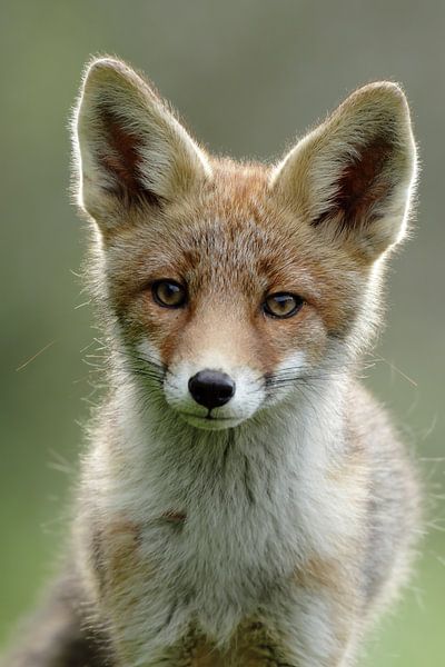 Porträt eines jungen Fuchses von Menno Schaefer