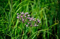 Schwanenblume im Kalverpolder.