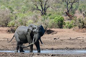 Afrikaanse Olifant van Caroline Piek