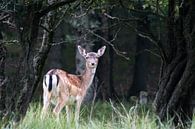 Damhert dame von Barend de Ronde Miniaturansicht