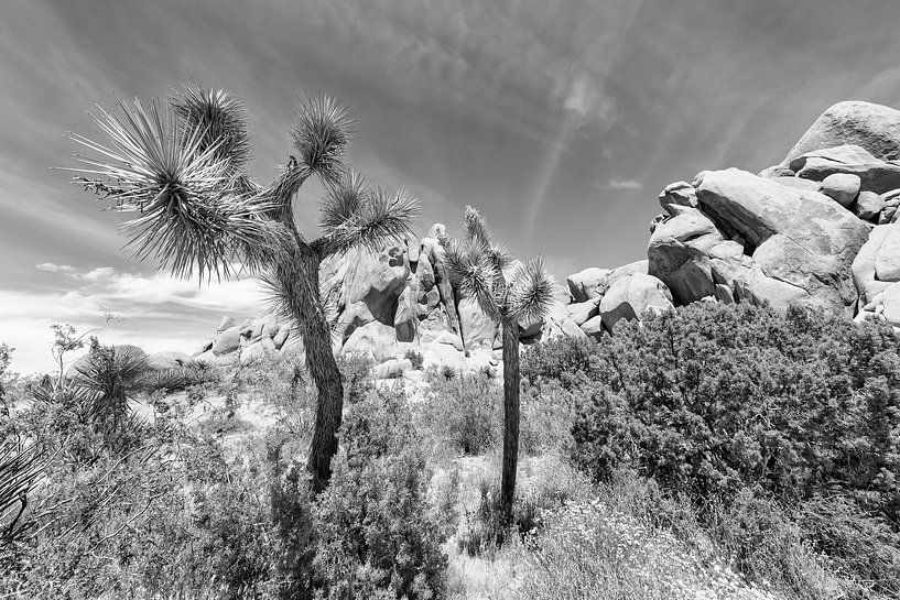 Monochrome Idylle im Joshua Tree National Park von Melanie Viola