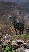 Cow in the Andes Peru