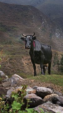 Koe in de Andes Peru van Albert Brunsting