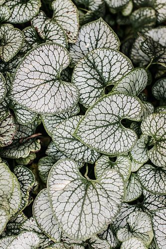 Muster der Natur