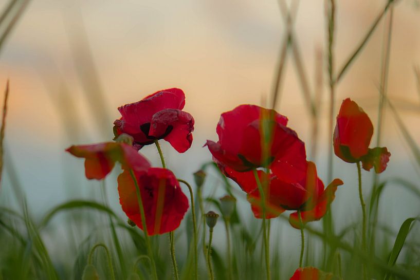 Mohn am Morgen von Tania Perneel