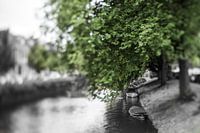 Green in Haarlem
