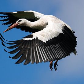 Storch kurz vor der Landung gegen einen blauen Himmel von Barend de Ronde