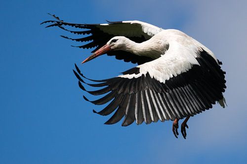 Stork just before landing against a blue sky