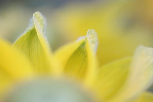 Gele dahlia