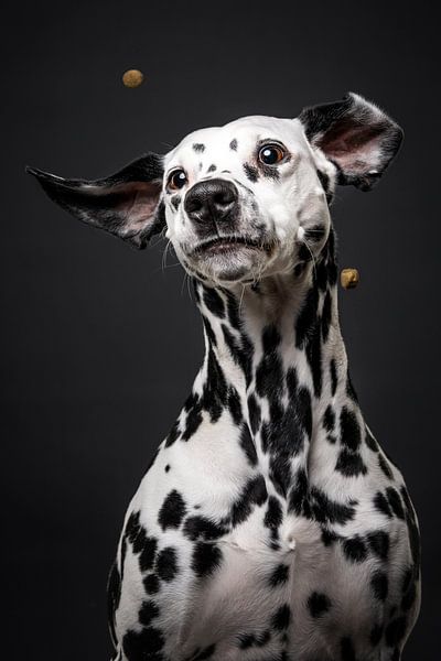 Amerika viel Ooit Hond met snoepjes van Lotte van Alderen op canvas, behang en meer