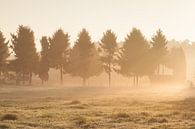 Gouden zonnestralen van Elroy Spelbos Fotografie thumbnail