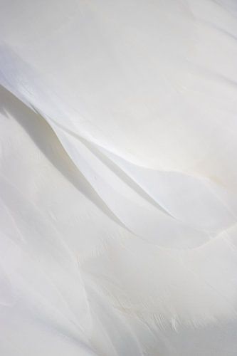 de schoonheid van veren (1)