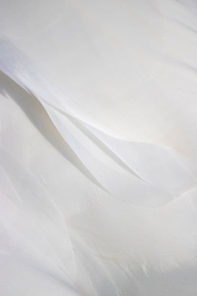 the beauty of feathers (1) by Lonneke Collewijn