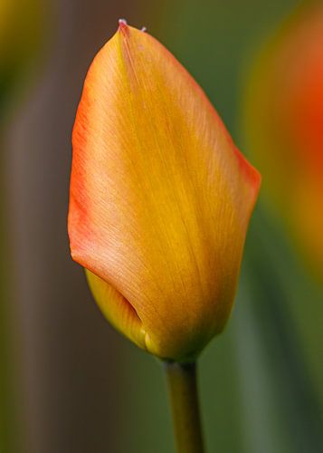 Der erste Tag der Tulpe
