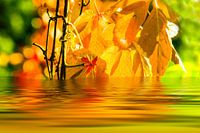 Herfstbladeren worden gereflecteerd in het meer