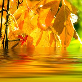 Herbstblätter spiegeln sich im See von Frank Grässel