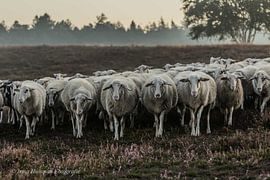 Gemeinsam ausgehen von Irma Huisman
