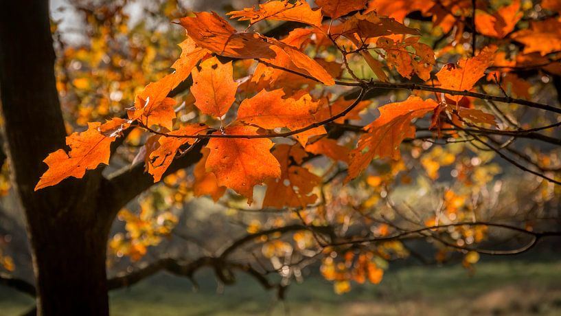 Kleurige herfstbladeren aan een tak by Michel Seelen